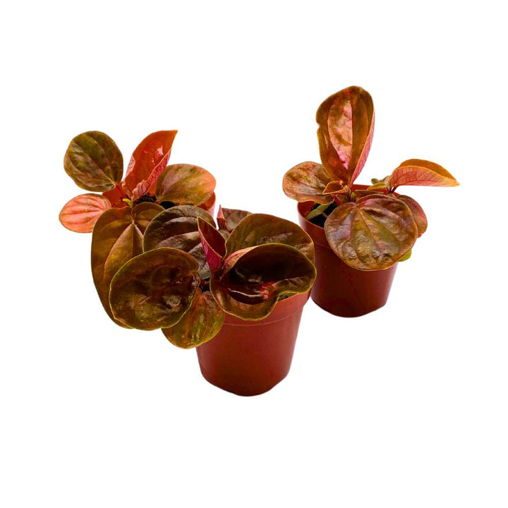 Harmony's Great Pumpkin Peperomia 2 inch Set of 3 Orange Hybrid Pep with Green Vareigated Stripes