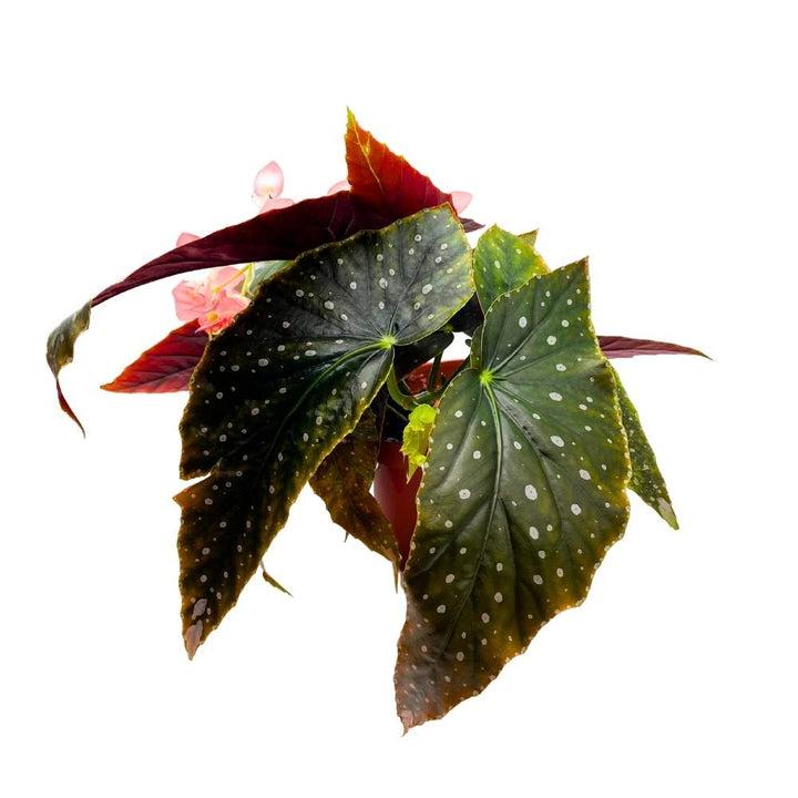 Harmony's Temptress Angel Wing Cane Begonia 6 inch Premium Hybrid