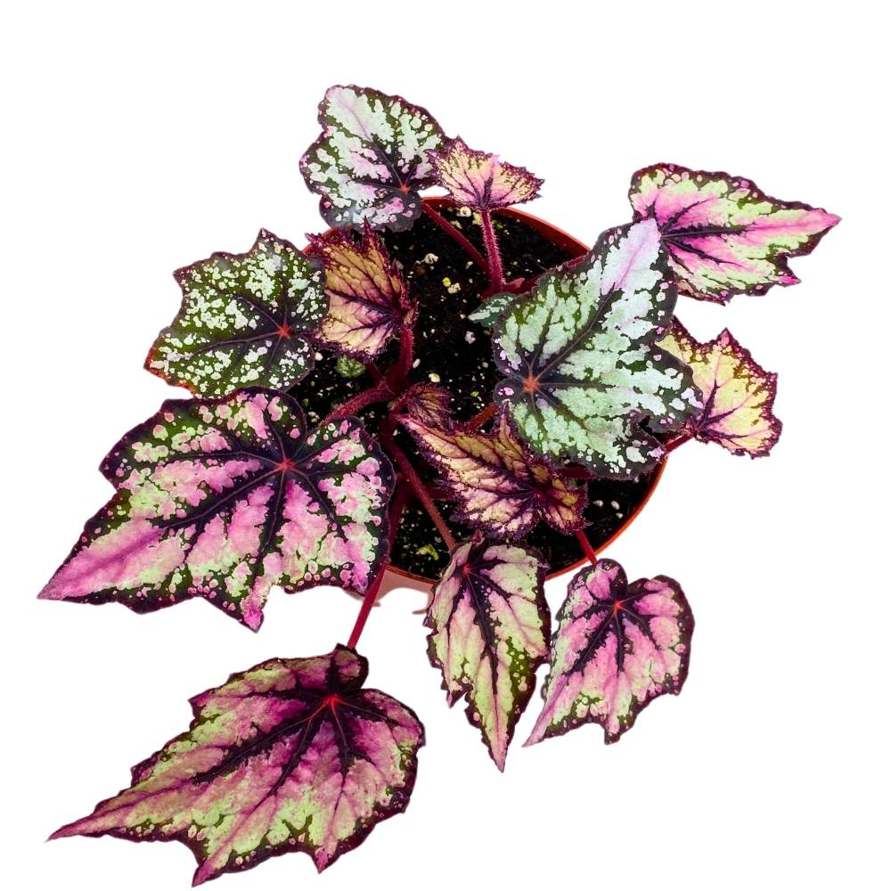 Robert Golden Rhizomatous Begonia, 6 inch Purple Gray Black Band Jagged Leaves