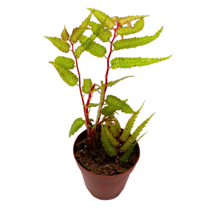 Begonia pteridiformis, Spotted Form, 2 inch, fern-like Begonia