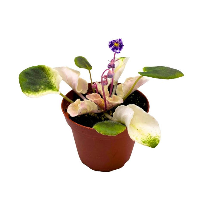 Harmony's Purple Passion Variegated African Violet, 4 inch, Purple Flower Saintpaulia Hybrid Gesneriads