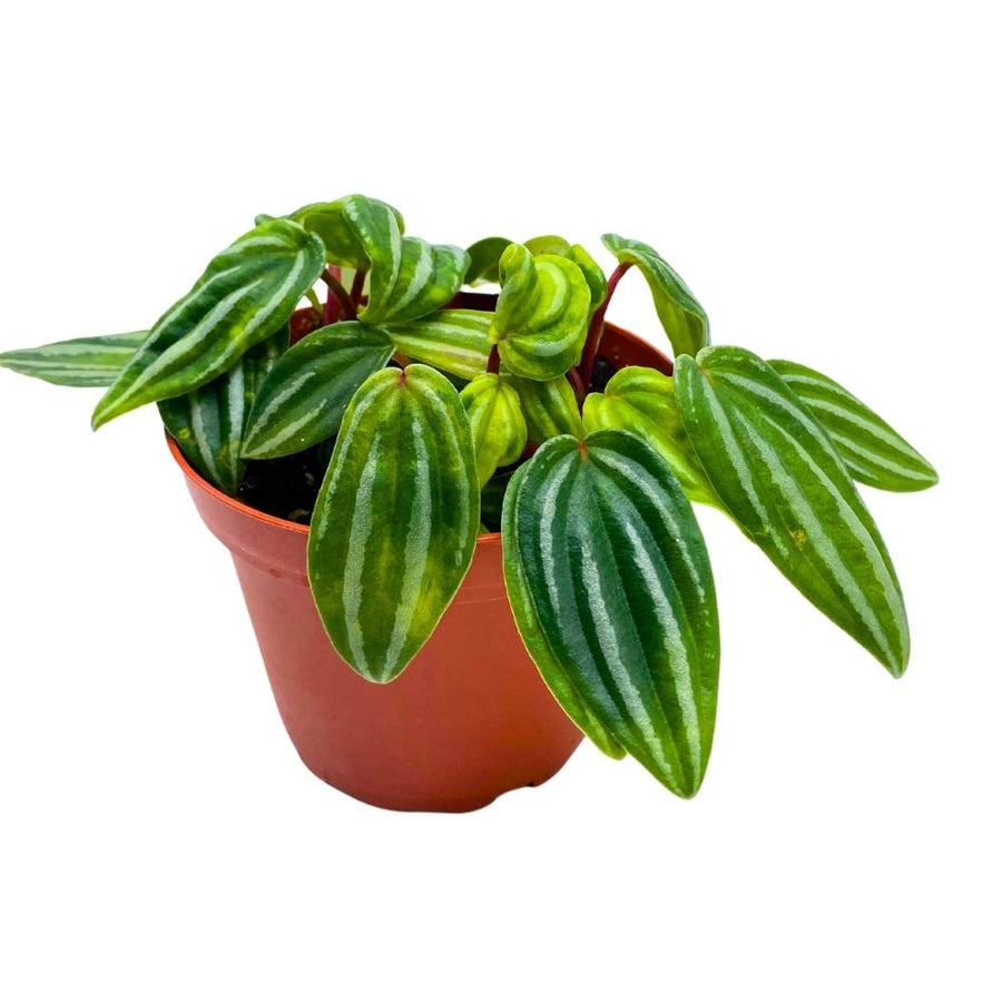 house plant watermelon Baby Watermelon Mini Peperomia 4" Pot