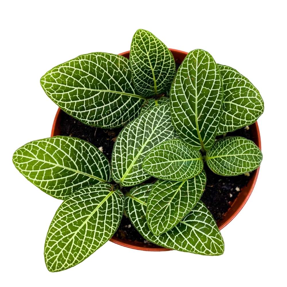 Fittonia albivenis 4 inch Nerveplant Jewel Plant, Green White Mosaic Nerve Plant, Silver Threads