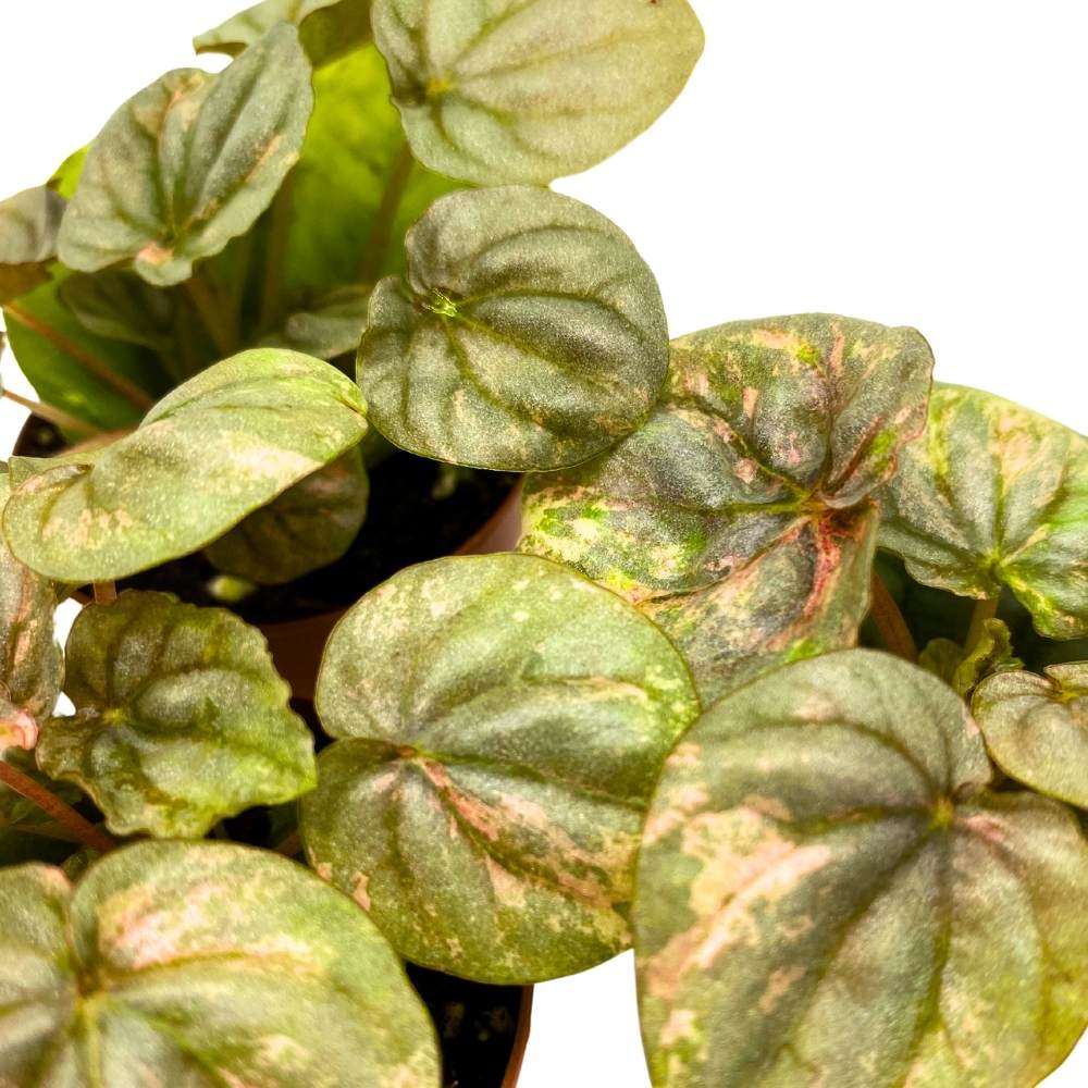 Peperomia Pink Lady, 2 inch Set of 3, Marble Variegated Rare Ripple Pep Caperata