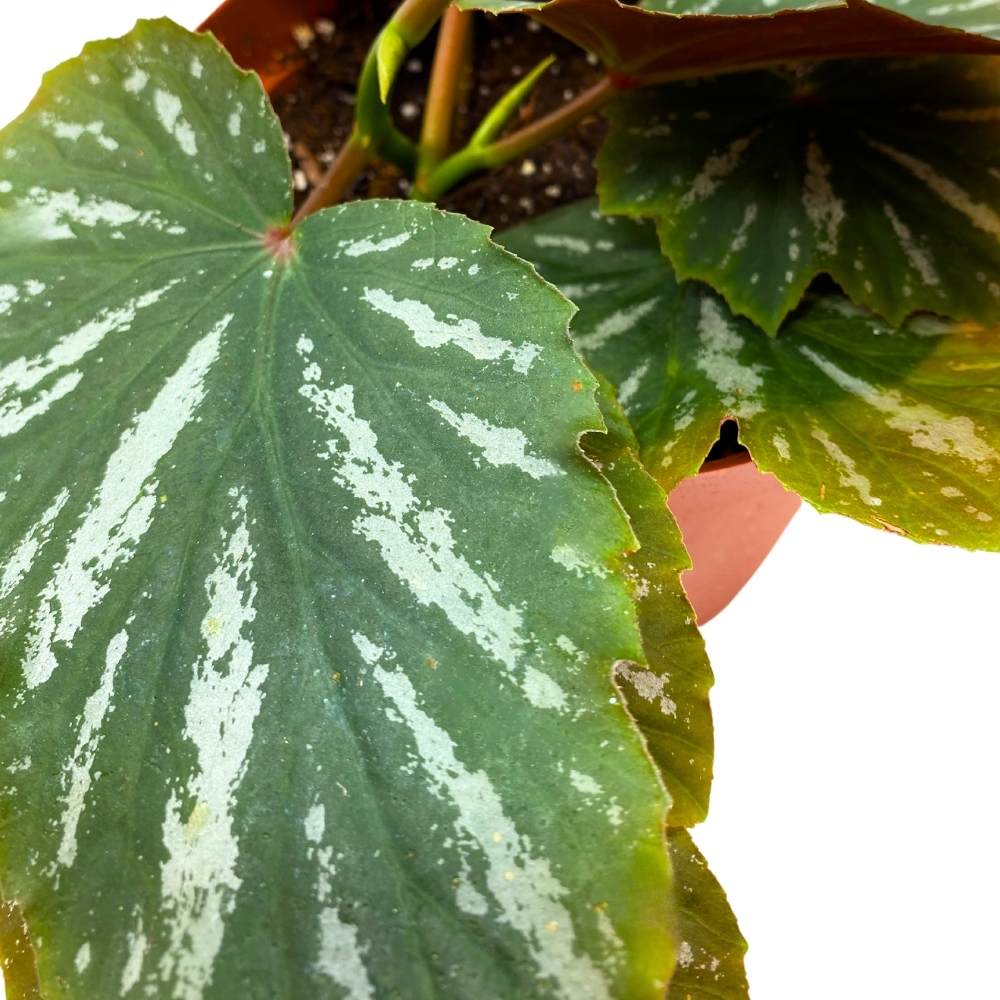 Lana Angel Wing, 6 inch Cane Begonia Green White Streaks