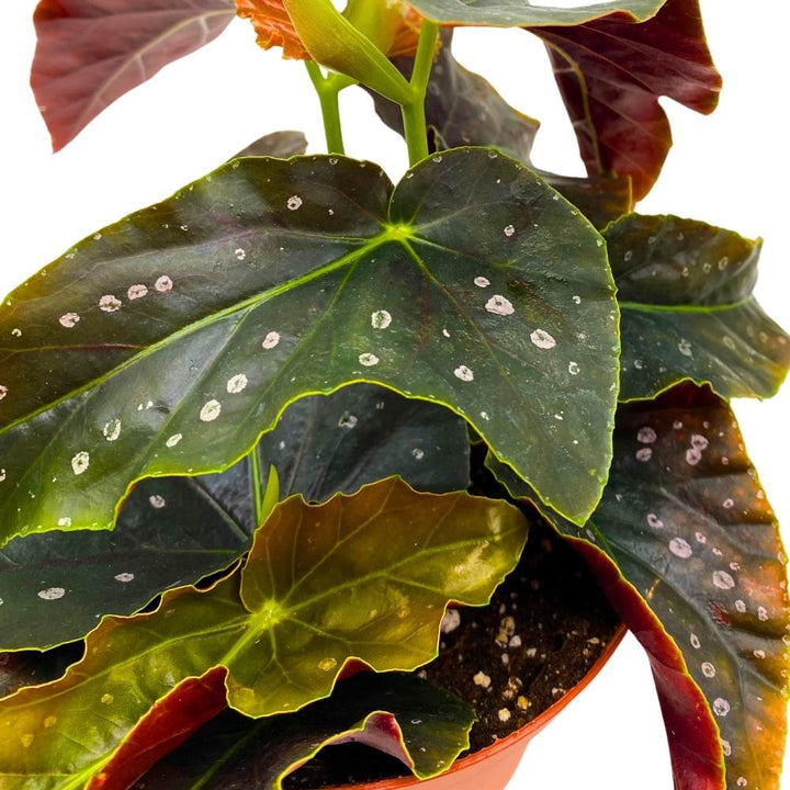 Harmony's Dark Shadow Angel Wing Hybrid Cane Begonia, 6 inch, Black with Feint Polkadots