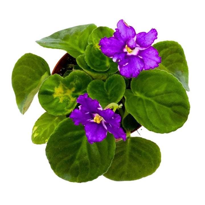 African Violet Birth of a Galaxy, 4 inch Purple Flower Saintpaulia Gesneriads