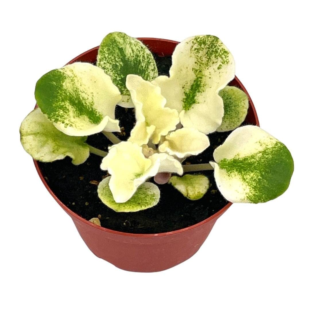 Harmony's Purple Passion Variegated African Violet Gesneriad, 4 inch Pot, White Leaves, Saintpaulia