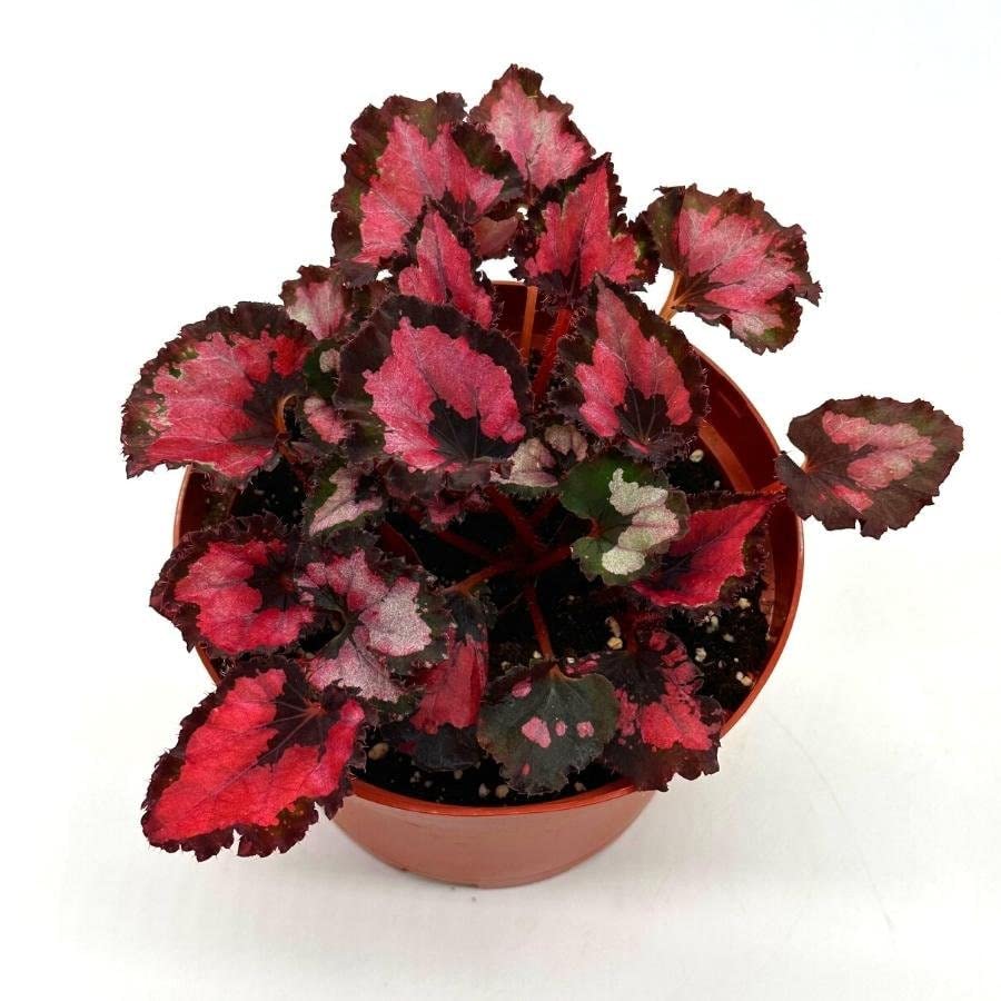Harmony's Red Robin Begonia, in a 6 inch Pot, Begonia rex