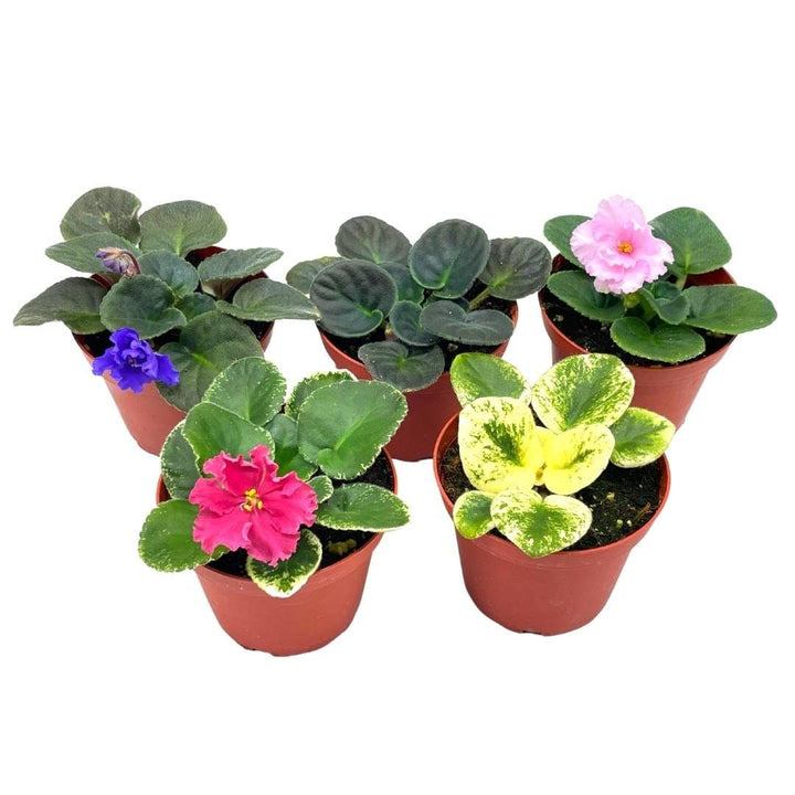 Harmony's African Violet Assortment Set, 4 inch pots 5 Different African Violets Gesneriad Plants, Saintpaulia Variety Assorted, Unique Homegrown Exclusive