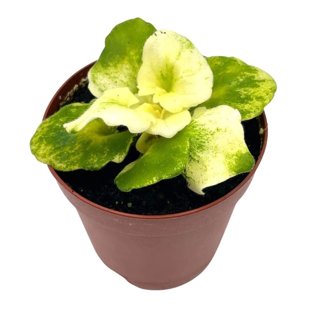 Variegated African Violet, 2 inch Pot, Biscayne Trail, Unique Gesneriad Homegrown Exclusive Plants