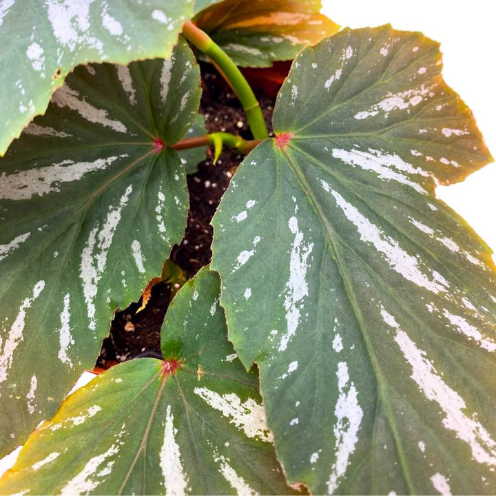 Lana Angel Wing, 6 inch Cane Begonia Green White Streaks