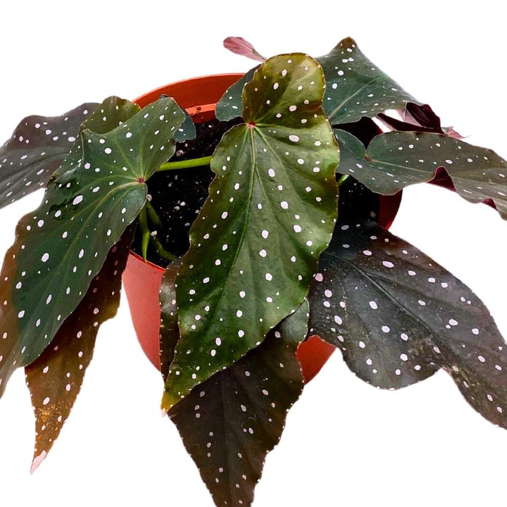 Harmony's Fallen Angel Angel Wing, 6 inch Cane Begonia Curly White Polkadots