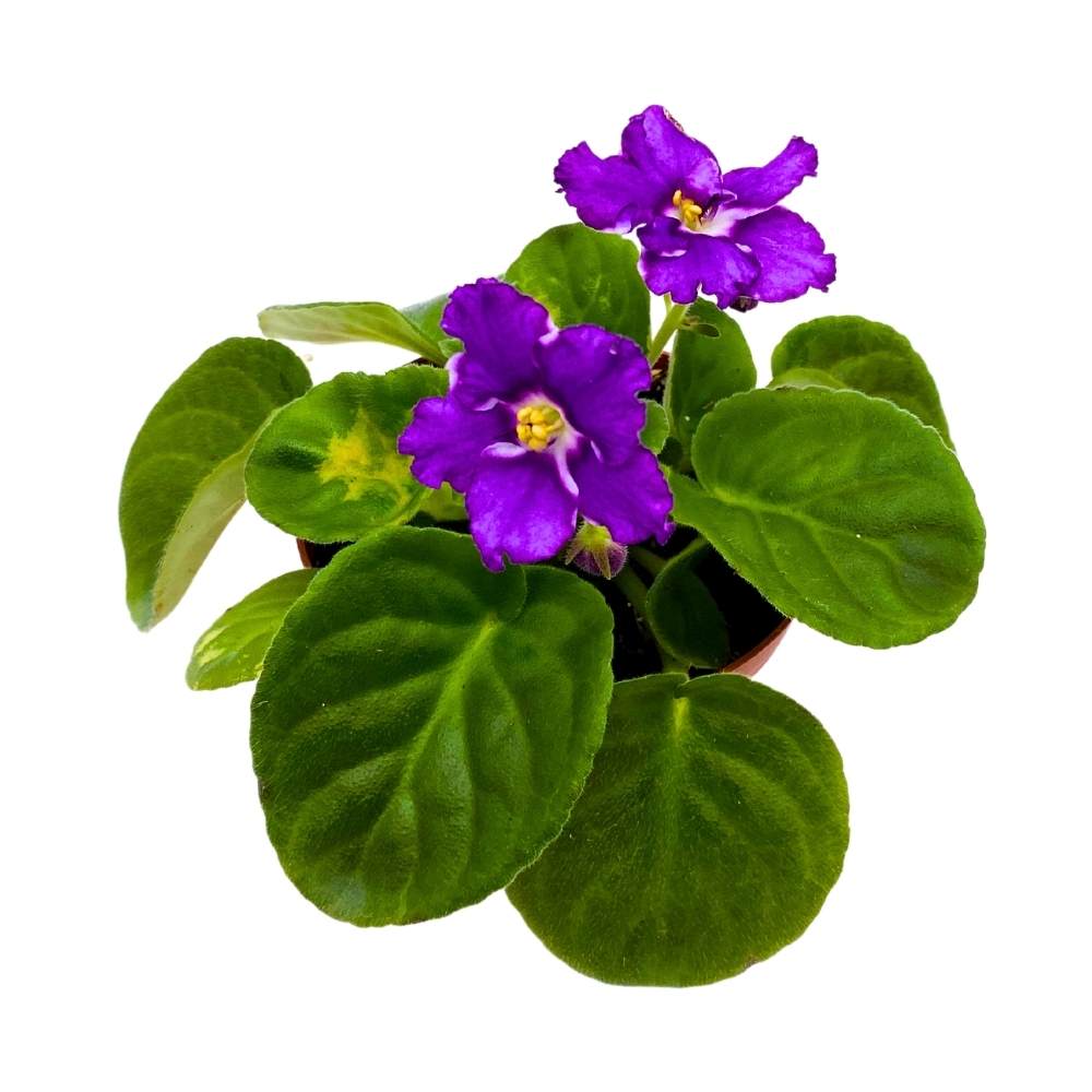 African Violet Birth of a Galaxy, 4 inch Purple Flower Saintpaulia Gesneriads