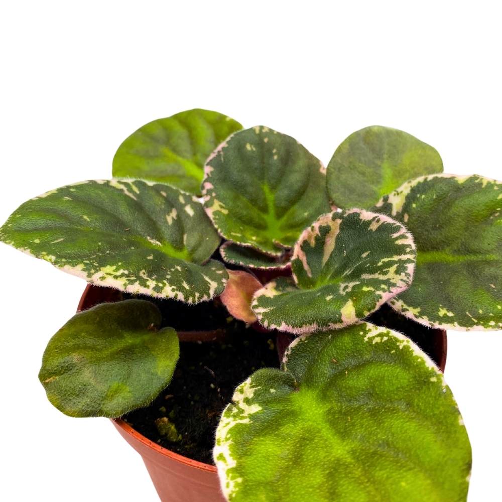 Variegated African Violet Lyon's Private Dancer, 4 inch, Purple Flower Saintpaulia Gesneriads