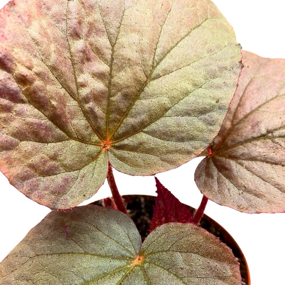 Begonia U508 Rhizomatous, 4 inch, Large Leaf Rhizo Gray Burgundy Light Pink
