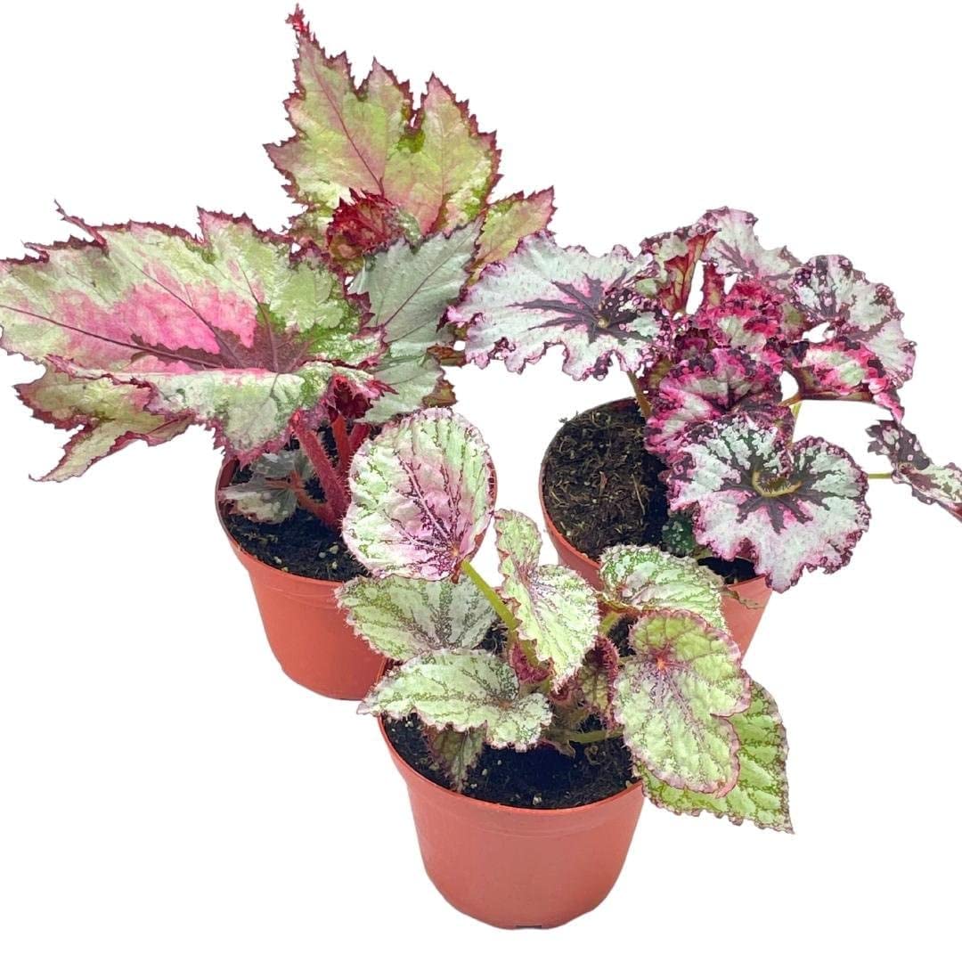 Harmony's Begonia Rex Assortment, Cold Pastel Winter, 4 inch, Set of 3, Painted-Leaf Begonia, Variegated