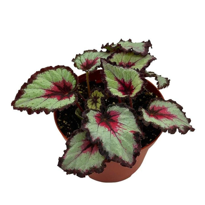 Harmony's Bullseye Begonia, in a 6 inch Pot, Begonia rex