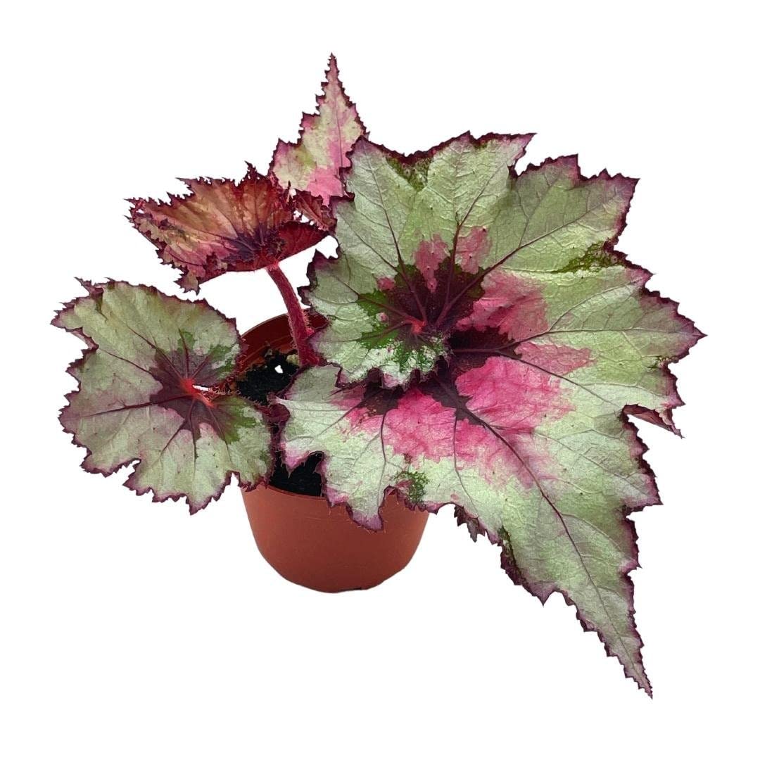 Harmony's Ghost Whisperer, Begonia Rex, 4 inch Painted-Leaf Winter