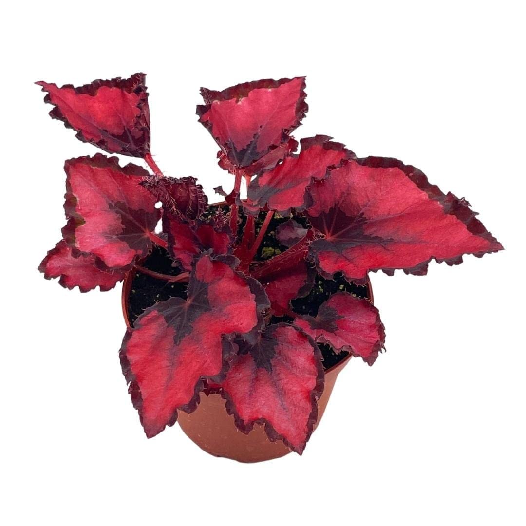 Harmony's Red Robin, Begonia Rex, Dark 4 inch Painted-Leaf Begonia, Variegated