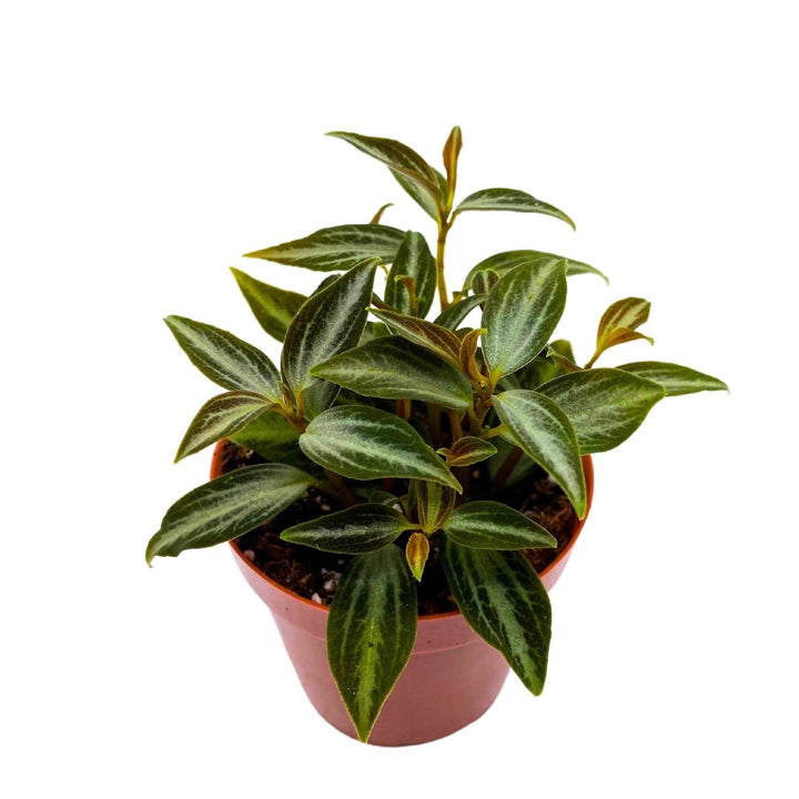 Peperomia Trinervis, 2 inch, Green and Silver Leaves