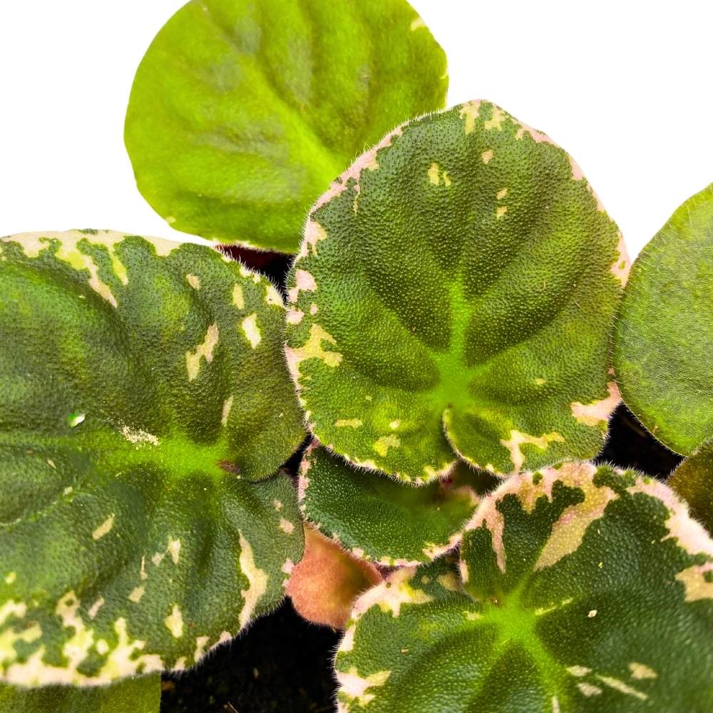 Variegated African Violet Lyon's Private Dancer, 4 inch, Purple Flower Saintpaulia Gesneriads