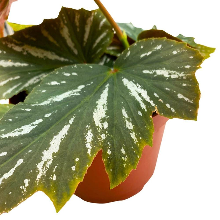 Lana Angel Wing, 6 inch Cane Begonia Green White Streaks