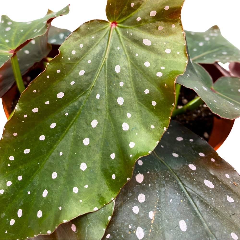 Harmony's Fallen Angel Angel Wing, 6 inch Cane Begonia Curly White Polkadots