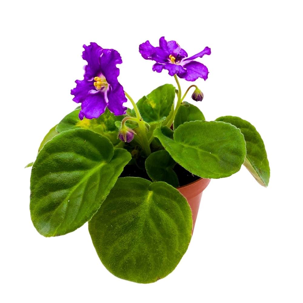 African Violet Birth of a Galaxy, 4 inch Purple Flower Saintpaulia Gesneriads