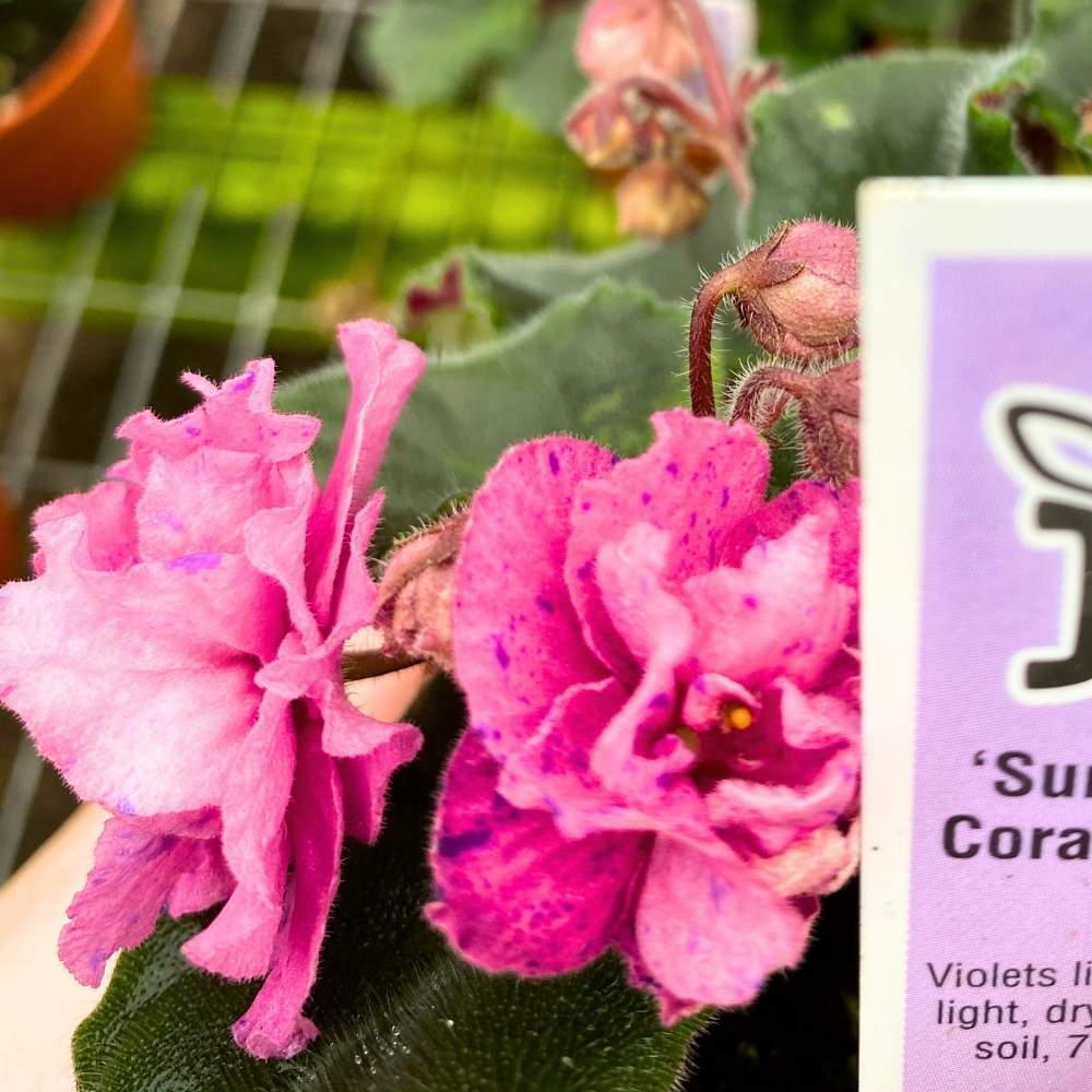 Pink Royal Razz Suncoast Coral Razz African Violet, 4 inch, Gesneriad Pink Flower with ...