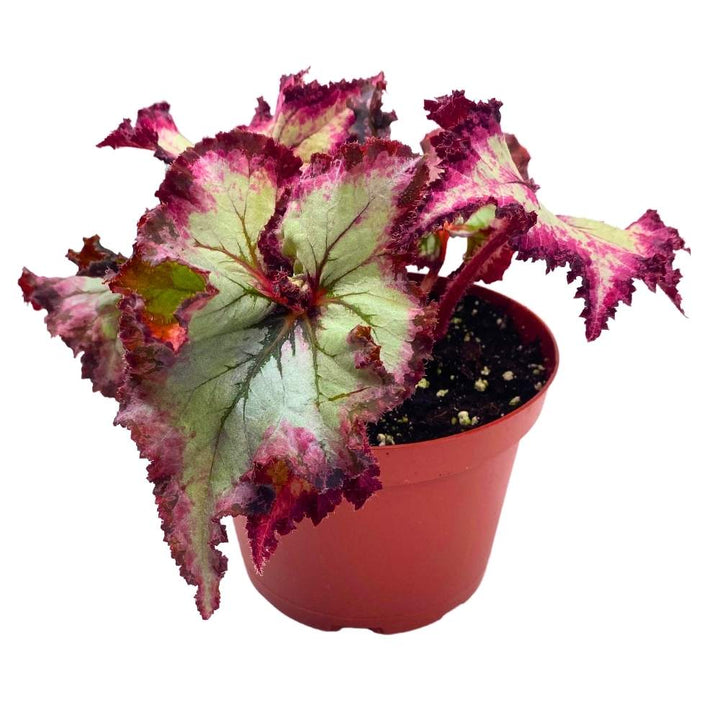 Harmony's Witchy Woman Begonia Rex 6 inch Spirals and Tails