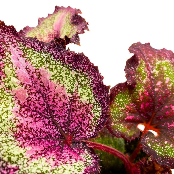 Harmony's Love Potion Begonia Rex, 4 inch Super Splashy Pink Green Purple