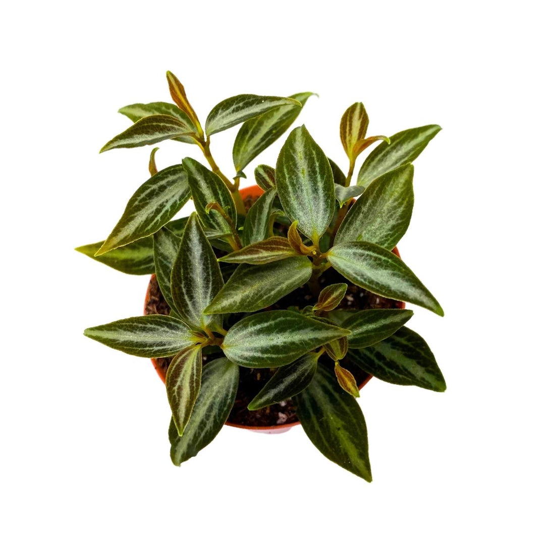 Peperomia Trinervis, 2 inch, Green and Silver Leaves