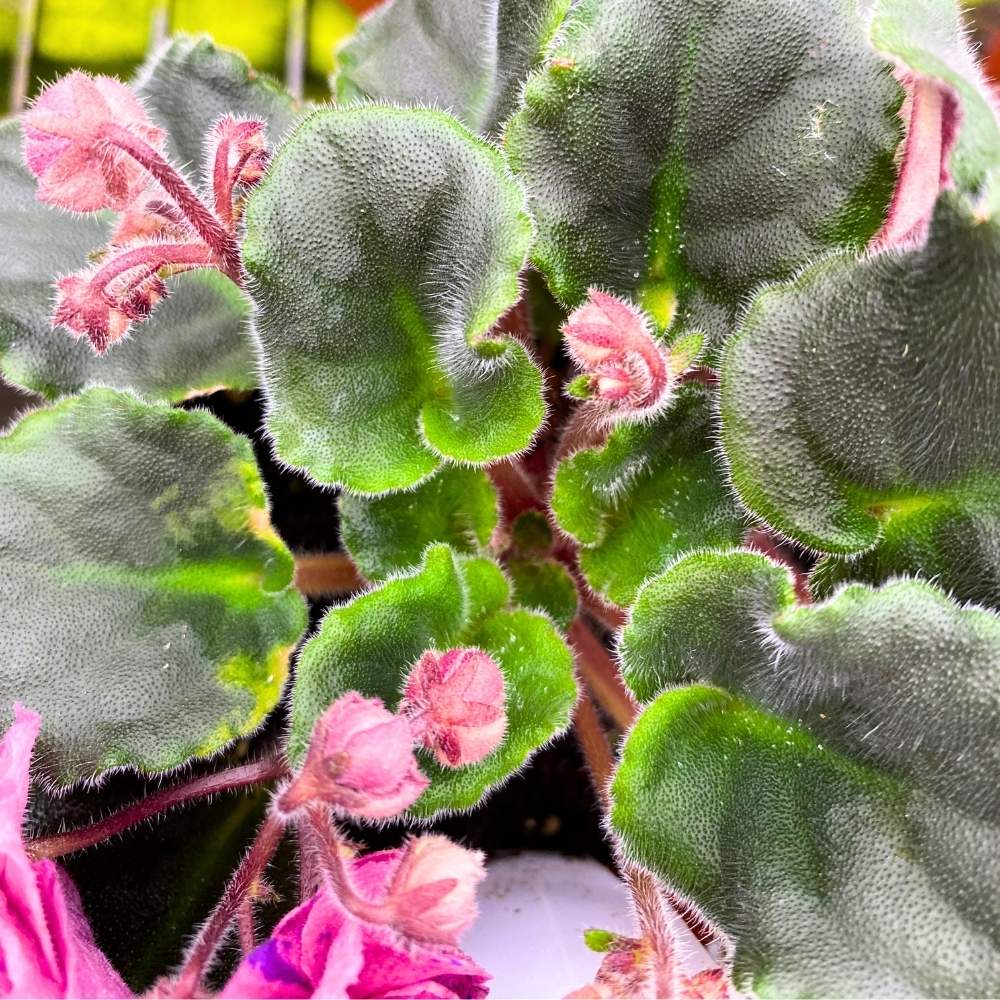 Pink Royal Razz Suncoast Coral Razz African Violet, 4 inch, Gesneriad Pink Flower with ...