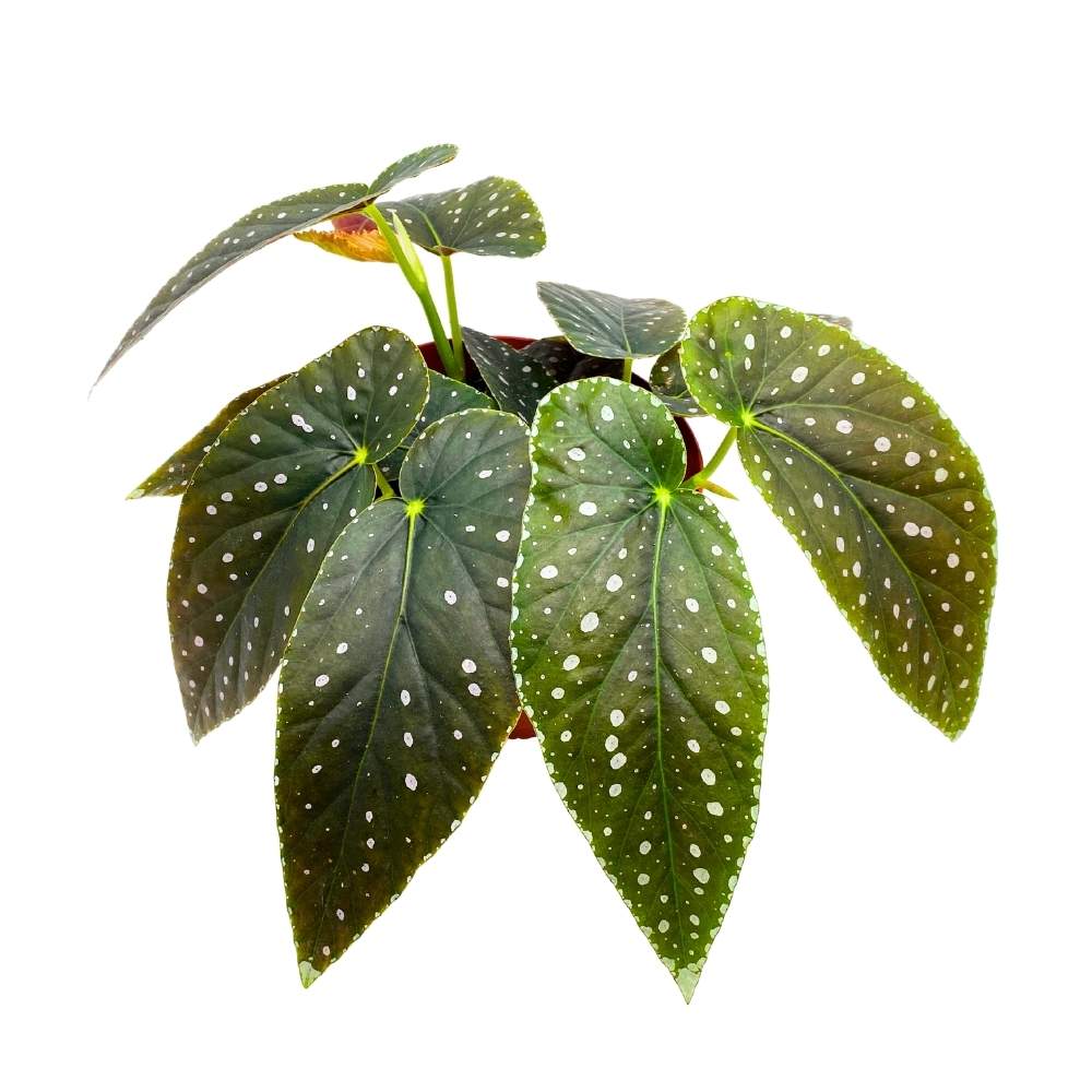 Harmony's Angel Messenger Angel Wing Cane Begonia, 6 inch, Green Angel Wings