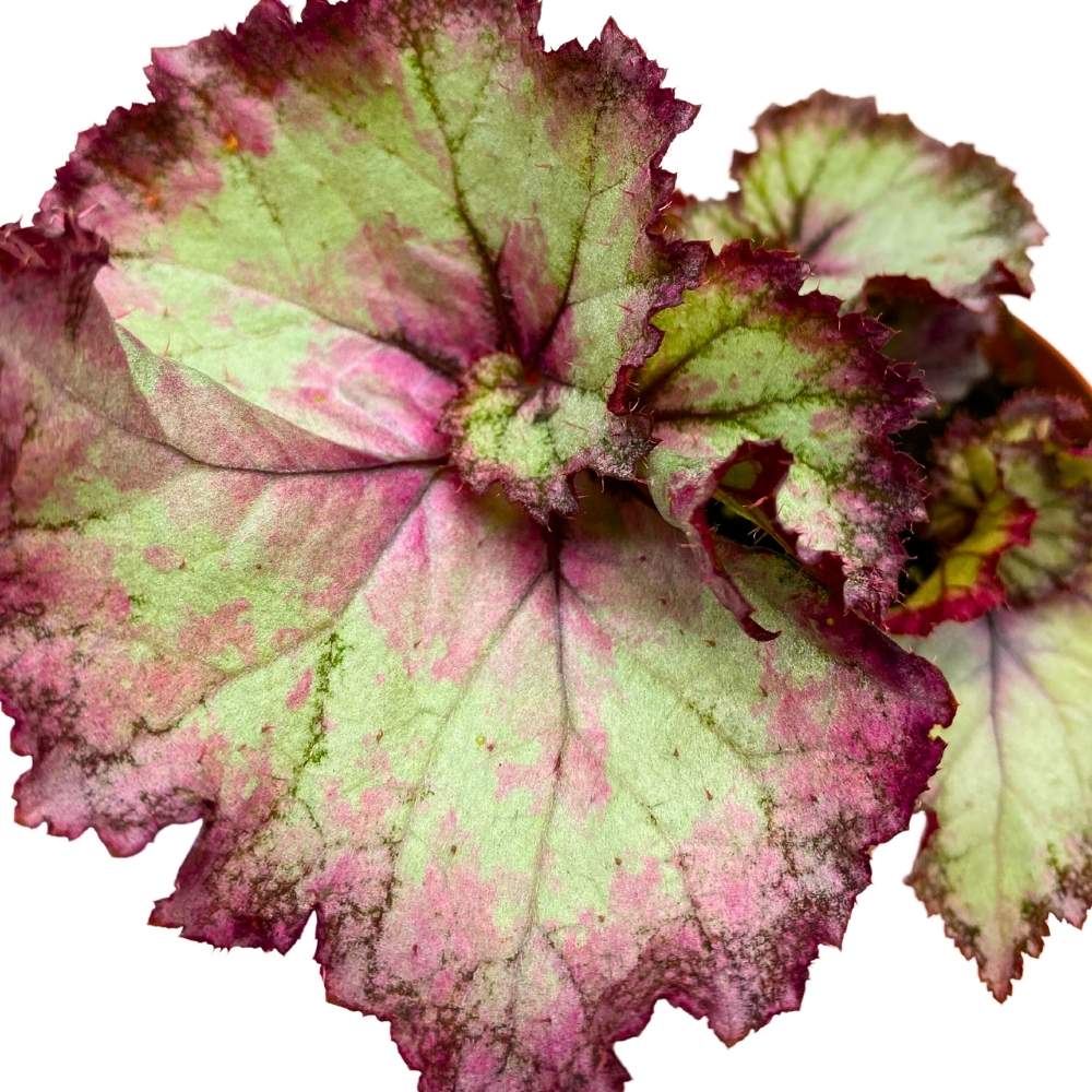 Harmony's Pink Dreams Begonia Rex 4 inch Swirly Link Pink Spiral