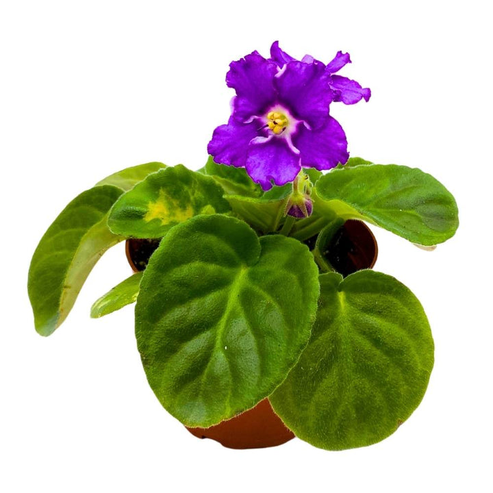 African Violet Birth of a Galaxy, 4 inch Purple Flower Saintpaulia Gesneriads