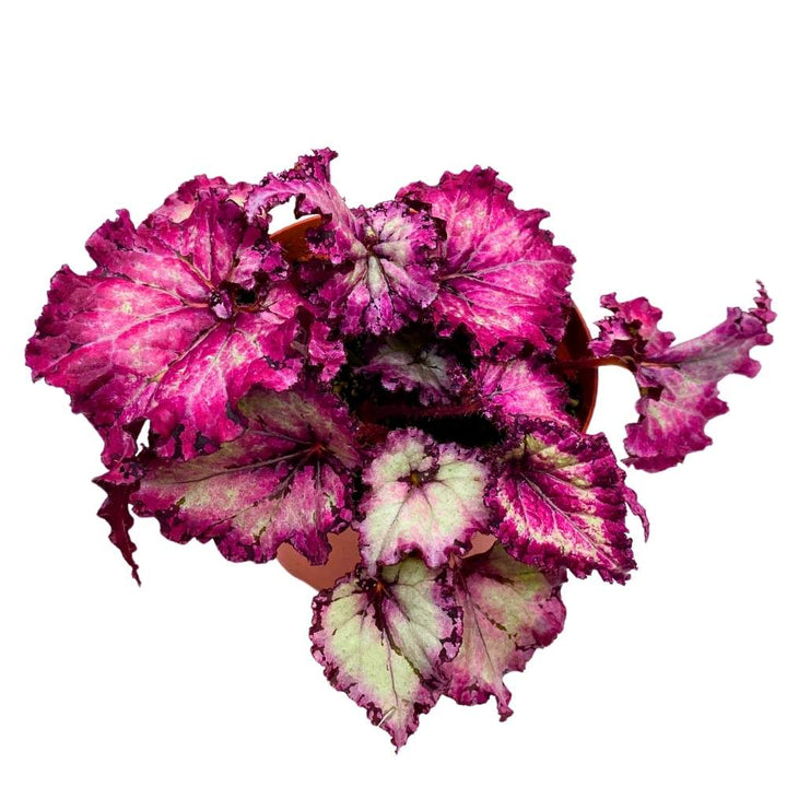 Harmony's Pink Persuasion 6 inch Begonia Rex Deep Pink Gnarly Curly Leaves