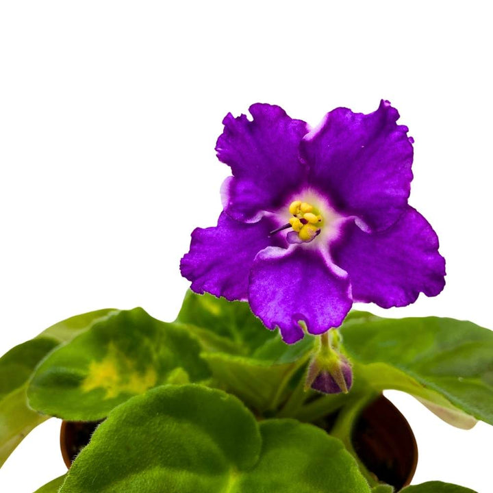 African Violet Birth of a Galaxy, 4 inch Purple Flower Saintpaulia Gesneriads