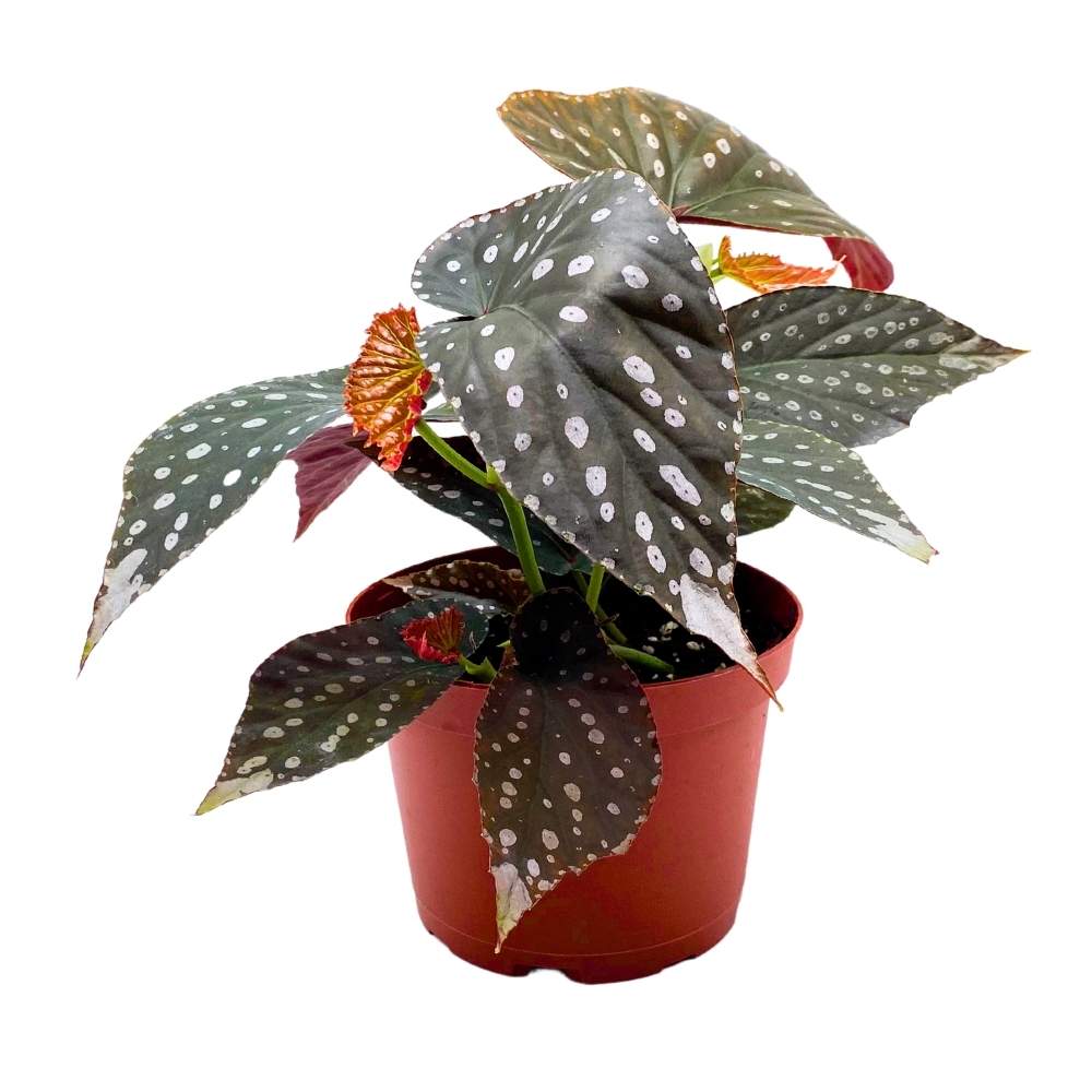 Harmony's Titan Angel Wing Cane Begonia 6 inch Premium Hybrid