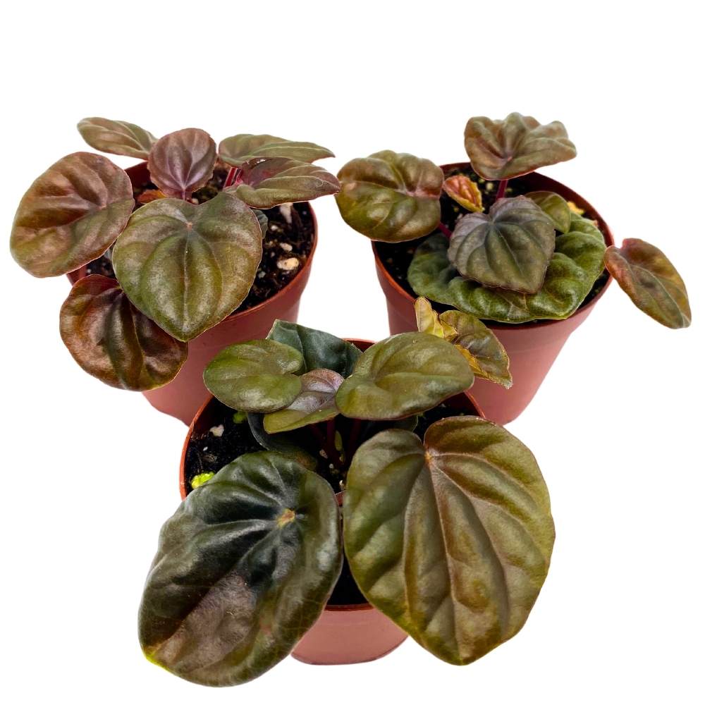 Peperomia Chocolate, 2 inch Set of 3, Brown Rare Emerald Ripple Pep Caperata