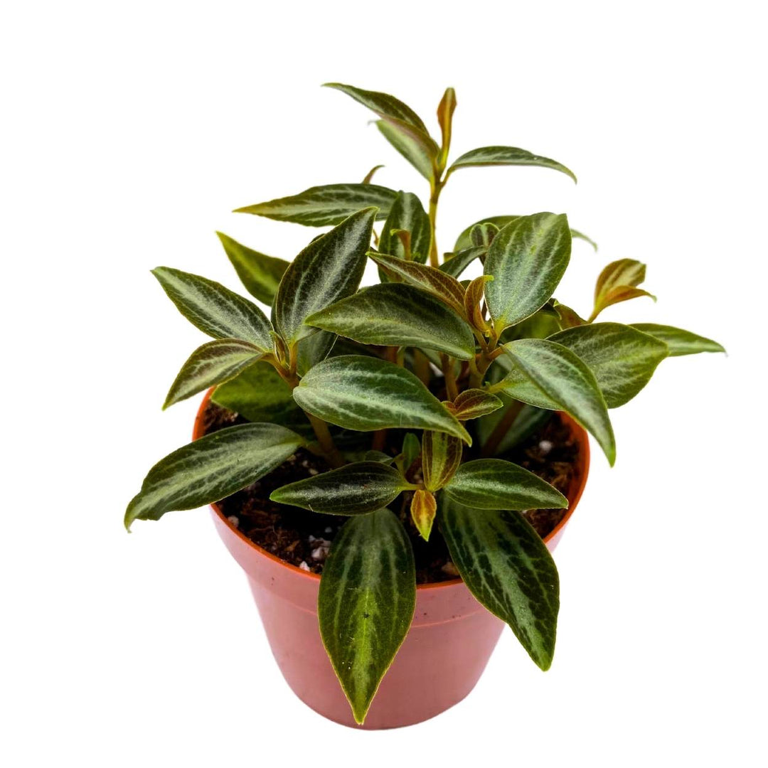 Peperomia Trinervis, 2 inch, Green and Silver Leaves