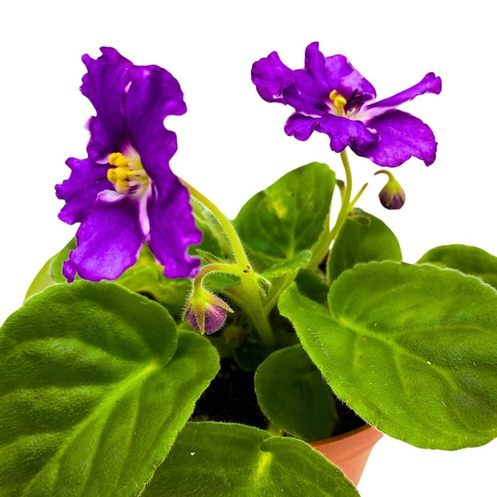 African Violet Birth of a Galaxy, 4 inch Purple Flower Saintpaulia Gesneriads