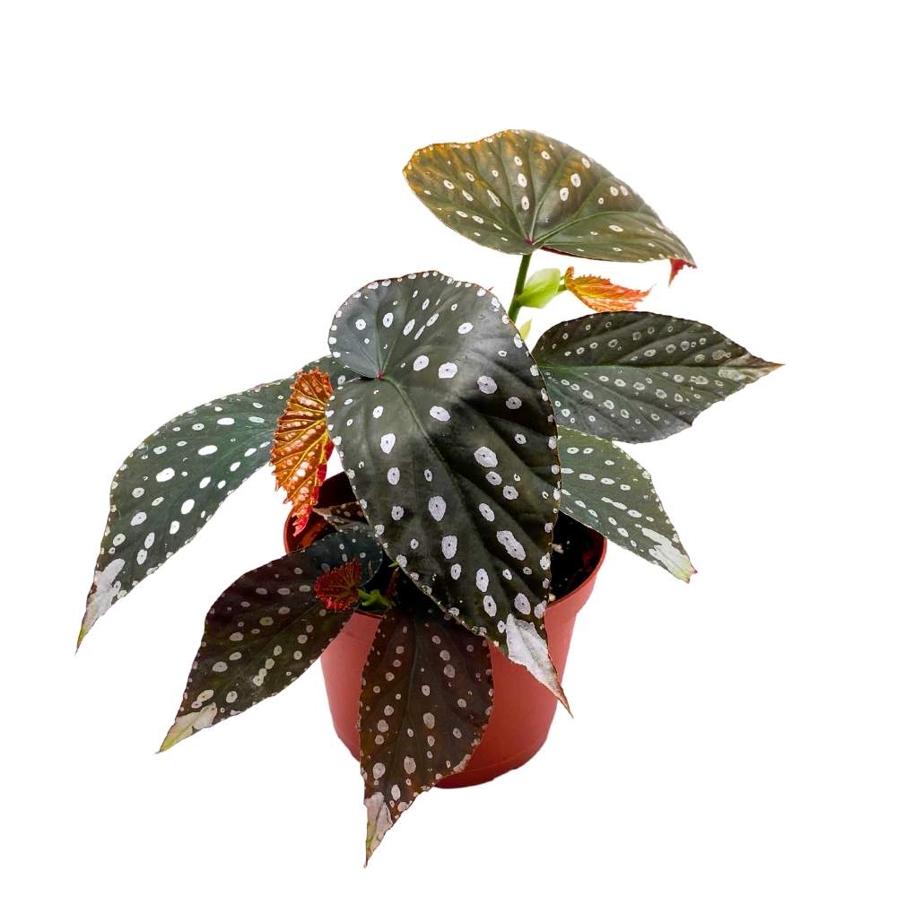 Harmony's Titan Angel Wing Cane Begonia 6 inch Premium Hybrid