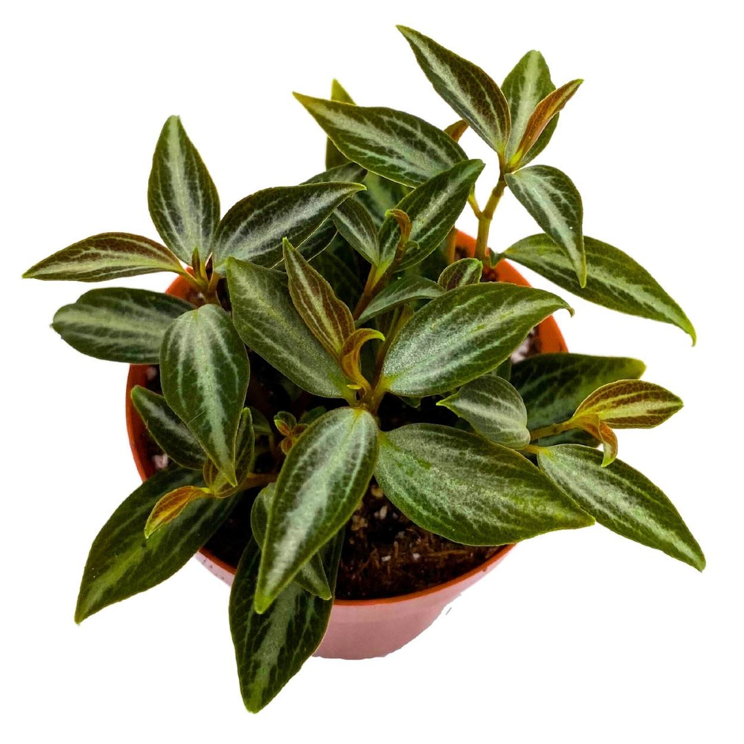 Peperomia Trinervis, 2 inch, Green and Silver Leaves