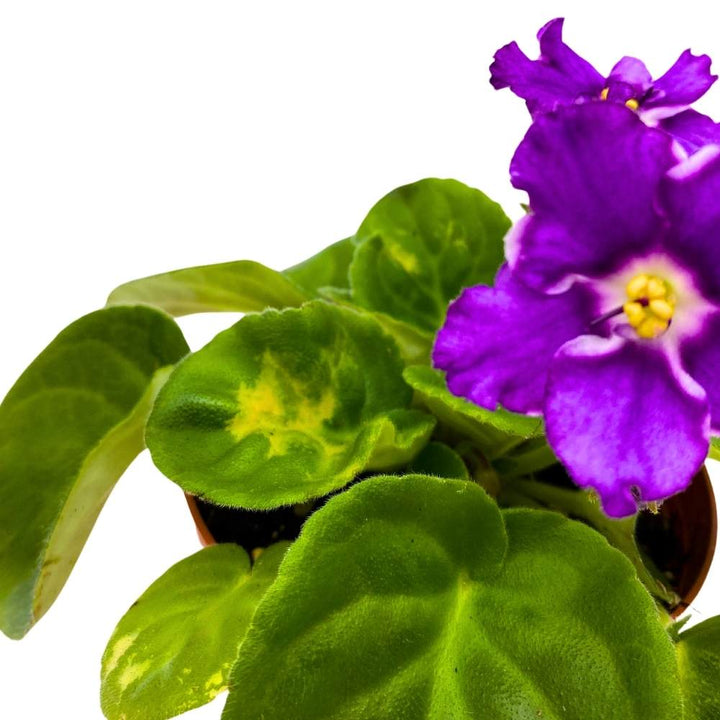 African Violet Birth of a Galaxy, 4 inch Purple Flower Saintpaulia Gesneriads