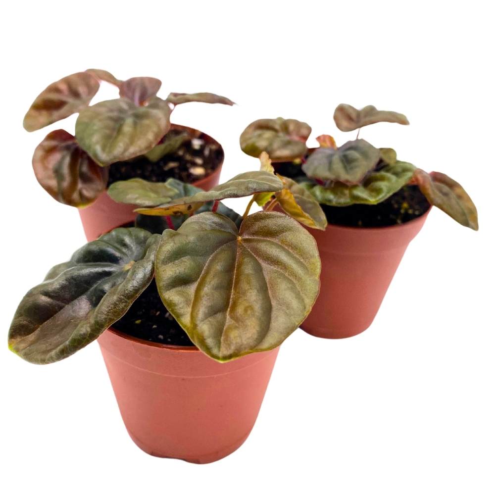 Peperomia Chocolate, 2 inch Set of 3, Brown Rare Emerald Ripple Pep Caperata