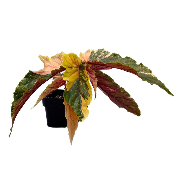 Begonia Ginny Galaxy Extremely Rare Variegated Shrub Begonia