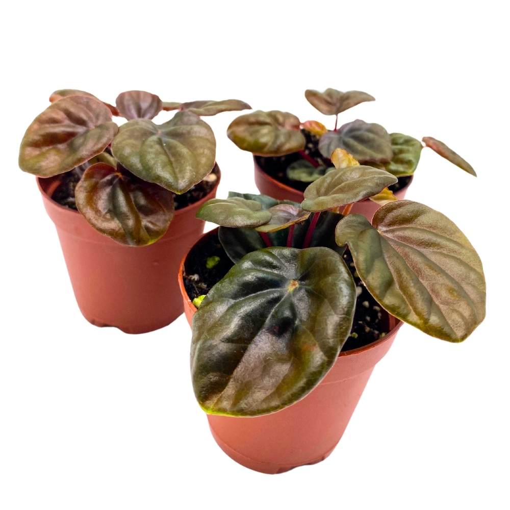 Peperomia Chocolate, 2 inch Set of 3, Brown Rare Emerald Ripple Pep Caperata