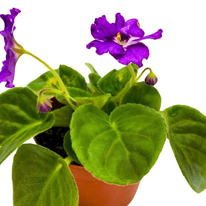 African Violet Birth of a Galaxy, 4 inch Purple Flower Saintpaulia Gesneriads